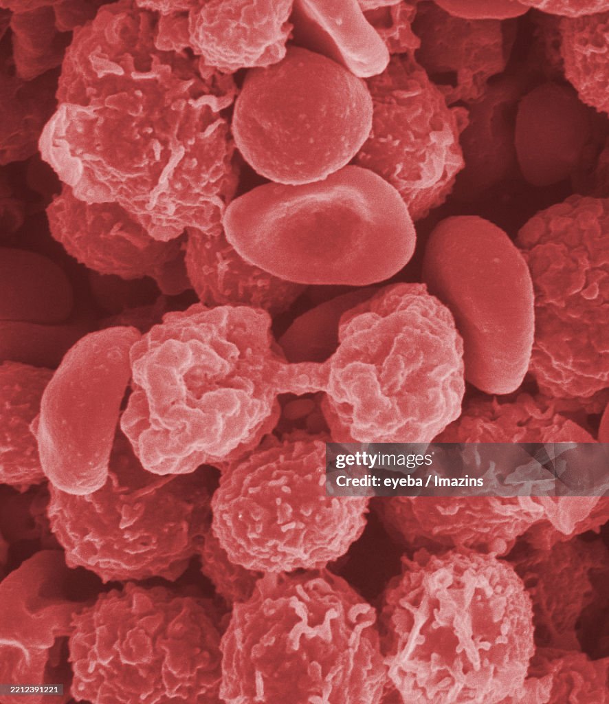 Red Blood Cells Cell Division Bone Marrow Sem Electron Microscope ...