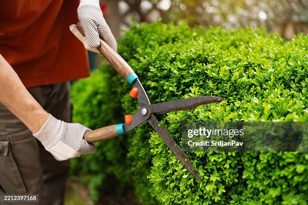 gardener trimming boxwood hedge with hand shears outdoors on a sunny day - pruning shears stock pictures, royalty-free photos & images