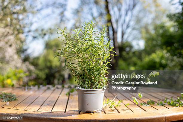 8 340 Rosemary Eng Stock Photos High Res Pictures And Images Getty 8-340-rosemary-eng-stock-photos-high-res-pictures-and-images-getty