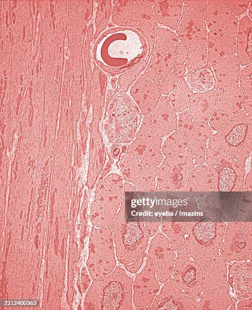 tem, microscope, smooth muscle, viseral muscle, capillary, rbc, autonomic nervous system, involuntary system, involuntary muscles - smooth muscle microscope stock pictures, royalty-free photos & images
