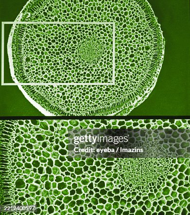 Bellamine layer, root base, orchid root, electron microscope, xylem, sieve, TEM, microscope, Orchidaceae, orchid root, plant root, rhizome Bellamine layer, root base, orchid root, electron microscope, xylem, sieve, TEM, microscope, Orchidaceae, orchid root, plant root, rhizome