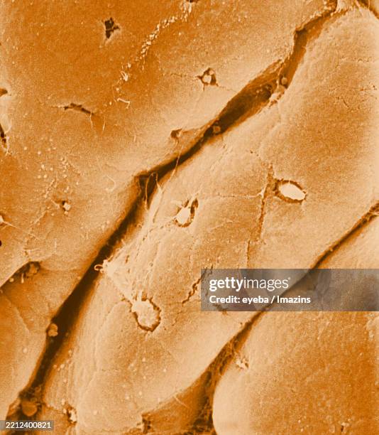 small intestine, villus, villi, sem, microscope, mucin, goblet cell - goblet cell stock pictures, royalty-free photos & images