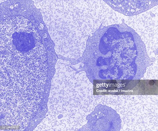 lymphocyte, blood, white blood cell, immunity, lymphocyte, small lympocyte, large lymphocyte, communication, microscope, cytokine, inflammation, immune, immunity - cytokine stock pictures, royalty-free photos & images