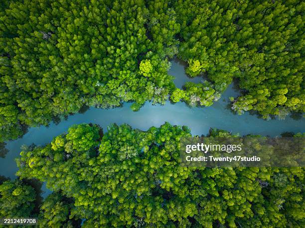 aerial view of the mangrove swamp in phang nga bay - ecossistema imagens e fotografias de stock