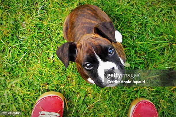 Boxer Sneakers - Brindle Boxer Sneakers - Brindle