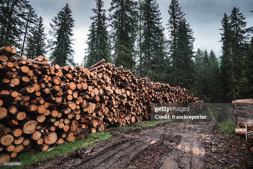 Gehackter Baumstammbereich