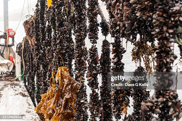 mussel farm - mussel stock pictures, royalty-free photos & images