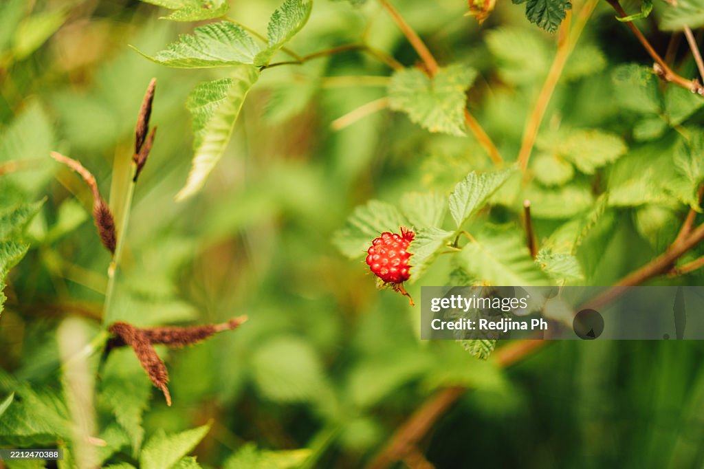 Close-up of a vibrant red berry Salmonberry surrounded by lush green foliage
