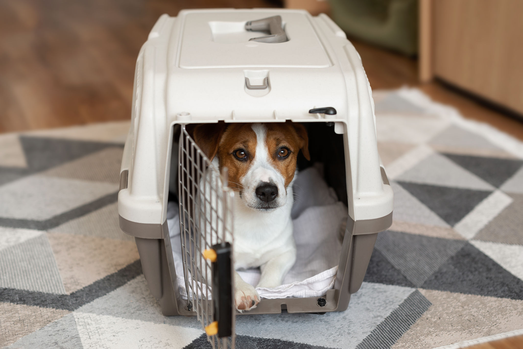pet safe home