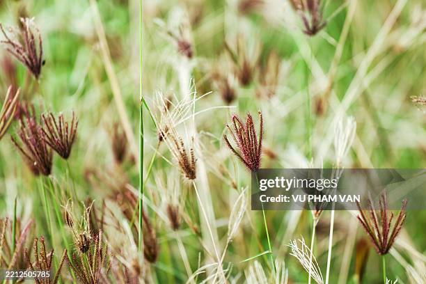 short-lived chloris virgata with purple flowers - anual característica de planta fotografías e imágenes de stock