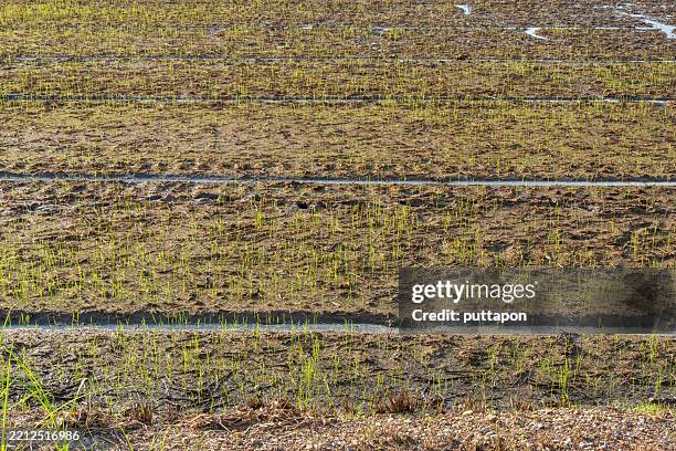 Sunny Rice 6,348 Sunny Rice Stock Photos, High-Res Pictures, and Images - Getty Images