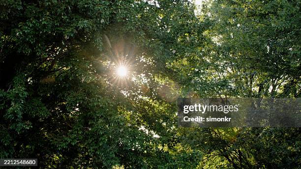 los rayos del sol atraviesan el denso dosel verde de un bosque - tree canopy pattern fotografías e imágenes de stock