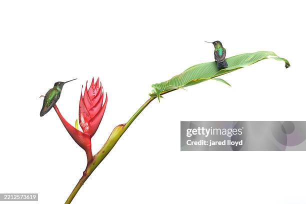 talamanca and fiery-throated hummingbirds on heliconia against white background - fleur tropicale photos et images de collection