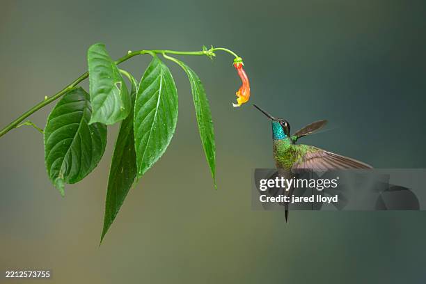 talamanca hummingbird approaching centropogon flower in panama cloud forest - hovering stock pictures, royalty-free photos & images