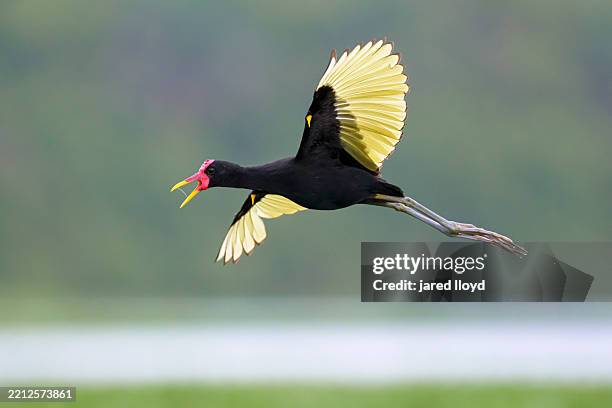 wattled jacana in flight over chagres river in panama - panama fotografías e imágenes de stock