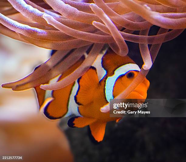 clown fish in sea anemone hiding orange - anemonefish stock pictures, royalty-free photos & images