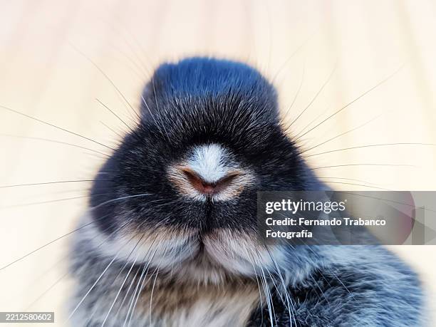 3,334 Rabbit Face Stock Photos, High-Res Pictures, and Images - Getty ...