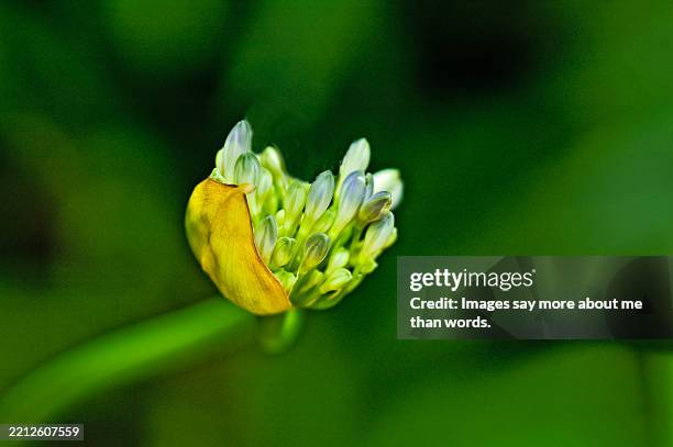 macro of a hydrangea bud barely open. - hydrangea macro stock pictures, royalty-free photos & images