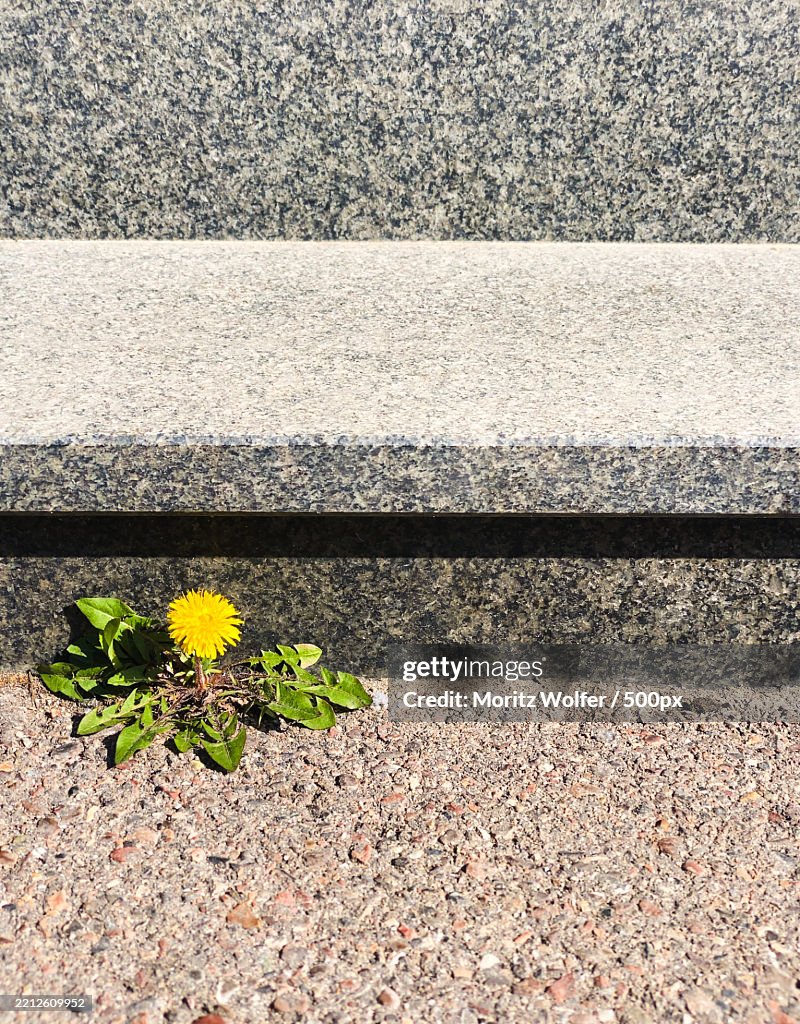 Singe flower grow on a concrete door step Close view with copy space analog edit