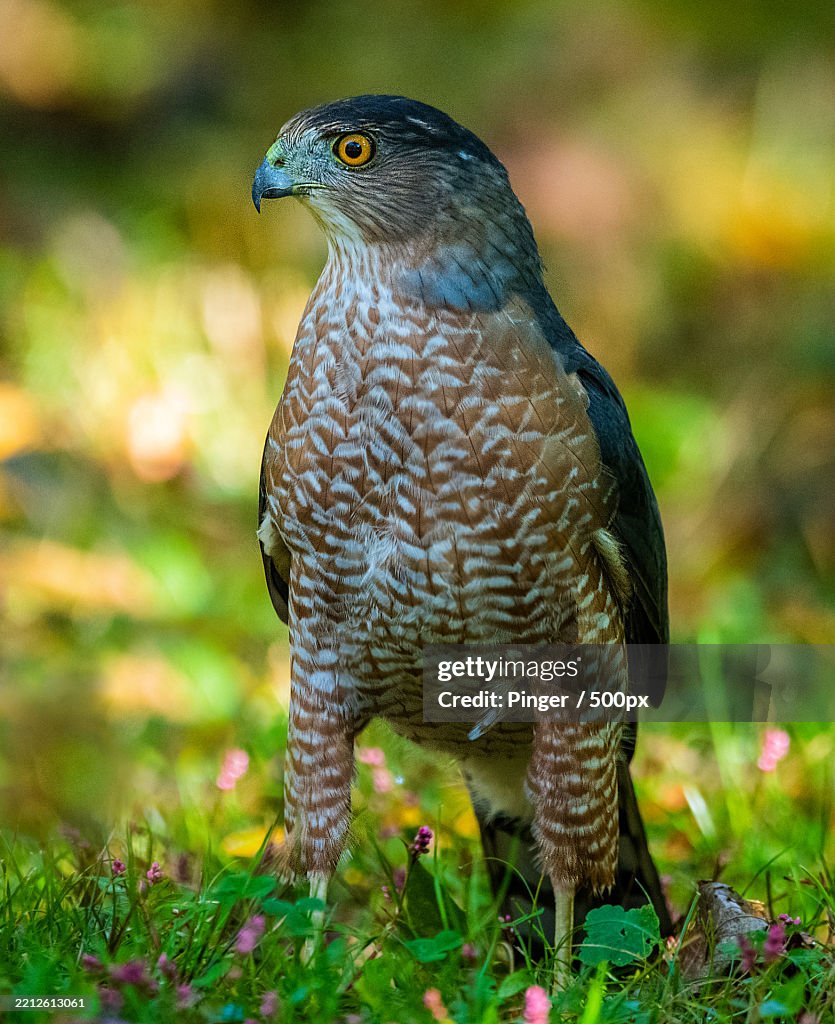 Close-up of hawk of prey perching on field,United States,USA