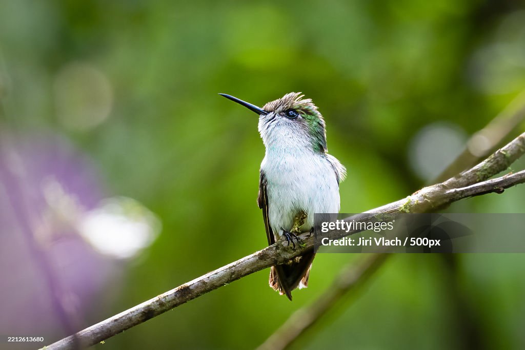 The snowcap,Microchera albocoronata is a species of hummingbird in the emeralds