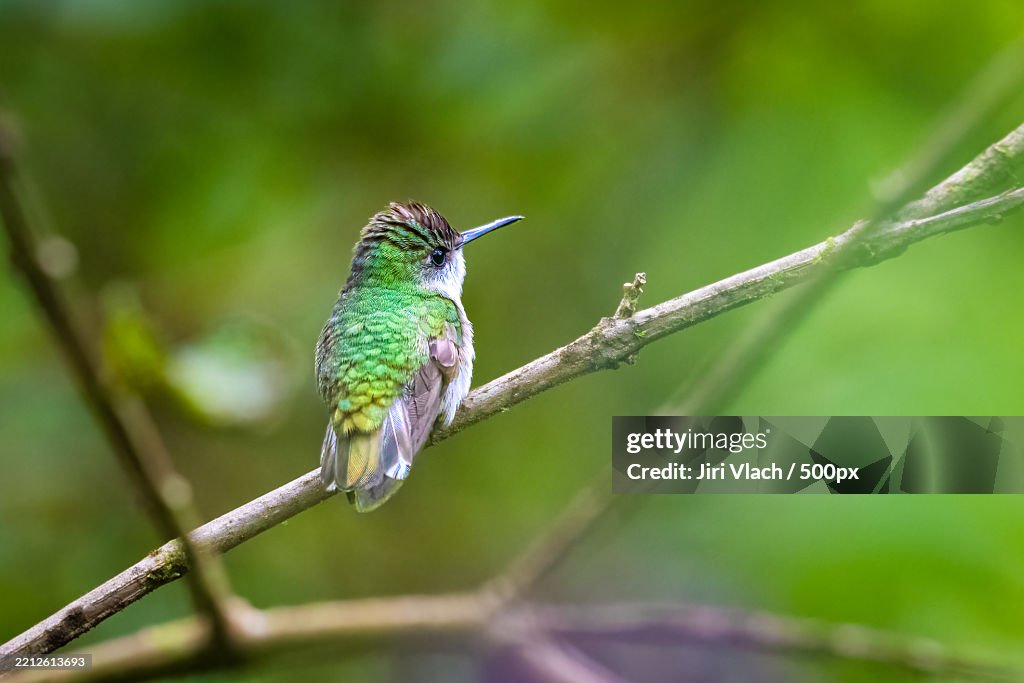 The snowcap,Microchera albocoronata is a species of hummingbird in the emeralds