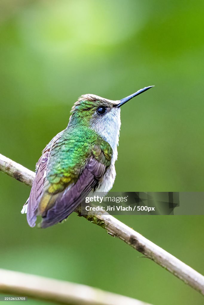 The snowcap,Microchera albocoronata is a species of hummingbird in the emeralds