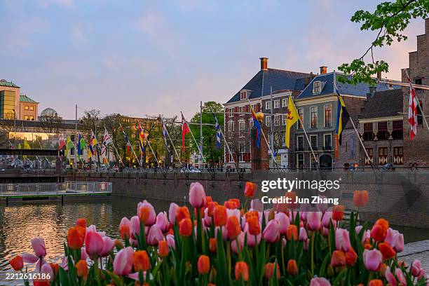 city skyline of hague behind blooming tulip flowers, in sunset - the hague stock pictures, royalty-free photos & images