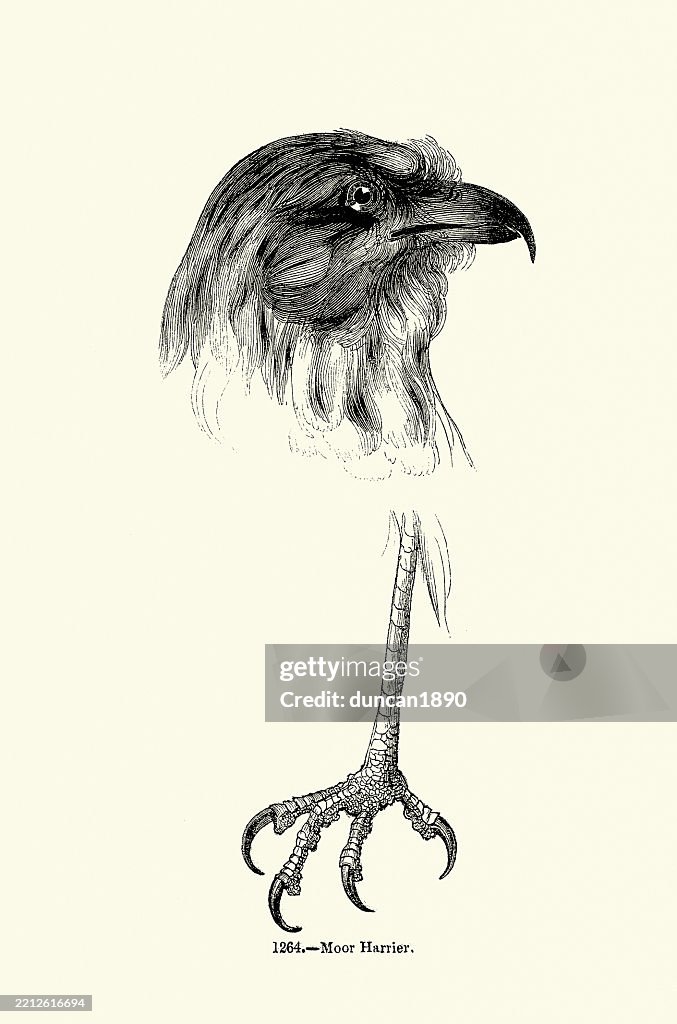 Head and talons of Moor harrier or hen harrier, bird of prey, Wildlife woodcut art print 19th Century