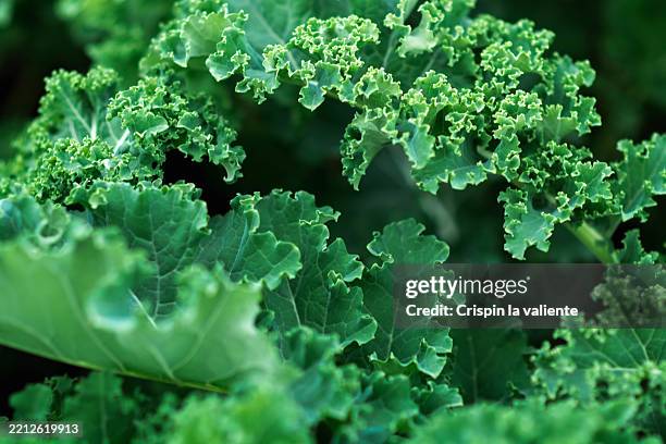 fresh green kale growing in garden, healthy eating - ensalada verde fotografías e imágenes de stock