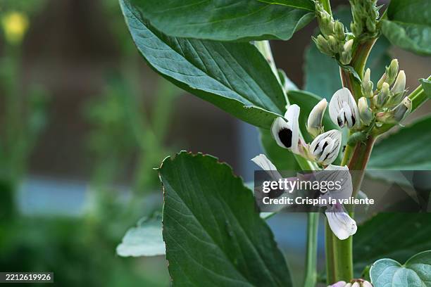 broad bean plant blooming in garden with white and black flowers - fava bean stock pictures, royalty-free photos & images