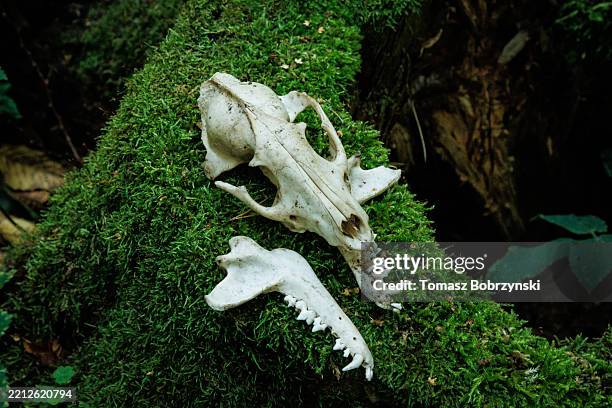 wolf skull and jawbone on moss in bialowieza forest, poland - wolf stock pictures, royalty-free photos & images