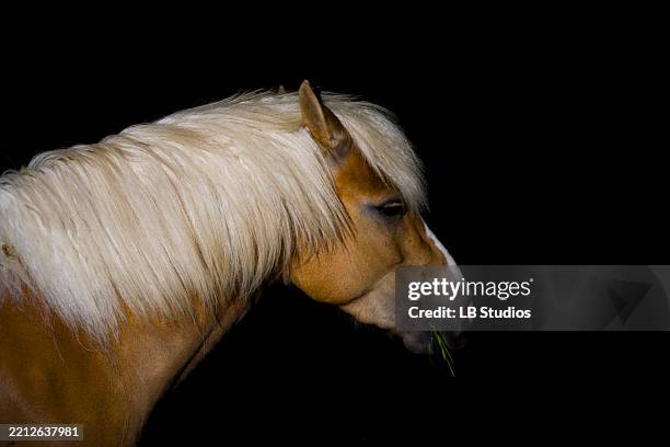 a palomino horse with a golden coat and white mane stands against a black background - black horse with white mane stock pictures, royalty-free photos & images