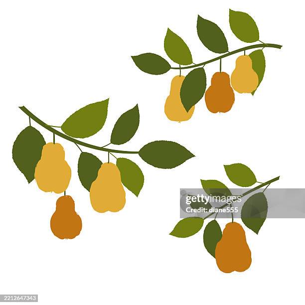 zweige von birnen - obstbaum stock-grafiken, -clipart, -cartoons und -symbole