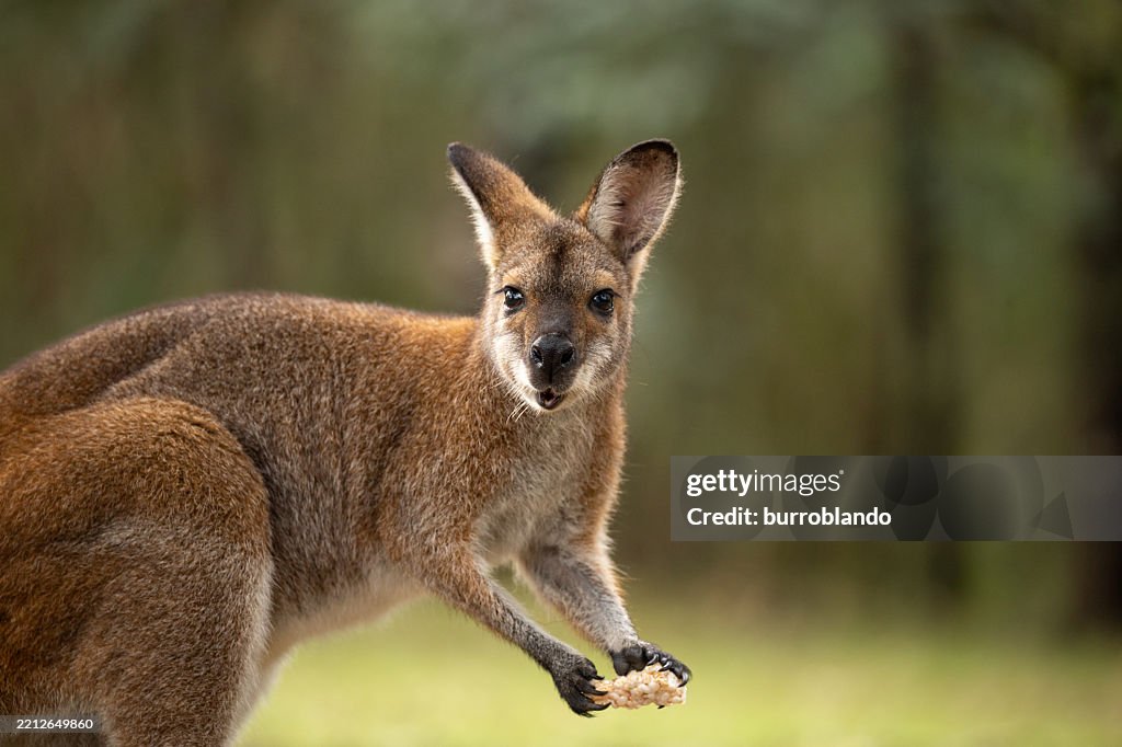 A small and adorable wallaby (Macropus rufogriseus) nibbles on fresh green grass in a sunlit clearing within an Australian national park