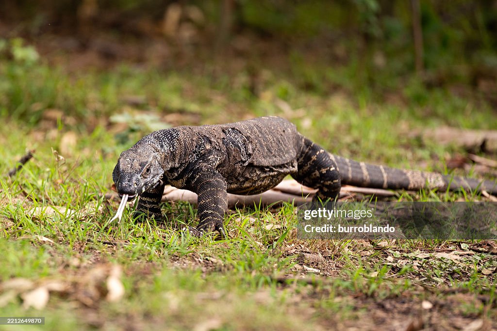 A powerful goanna (Varanus varius) crawls across the ground in an Australian bush setting, its long claws and forked tongue moving with precision as it navigates the rugged terrain