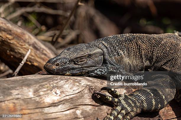 a powerful goanna (varanus varius) rests on a log an australian bush setting, its long claws and forked tongue sitting on rugged terrain - iguana falls stock pictures, royalty-free photos & images