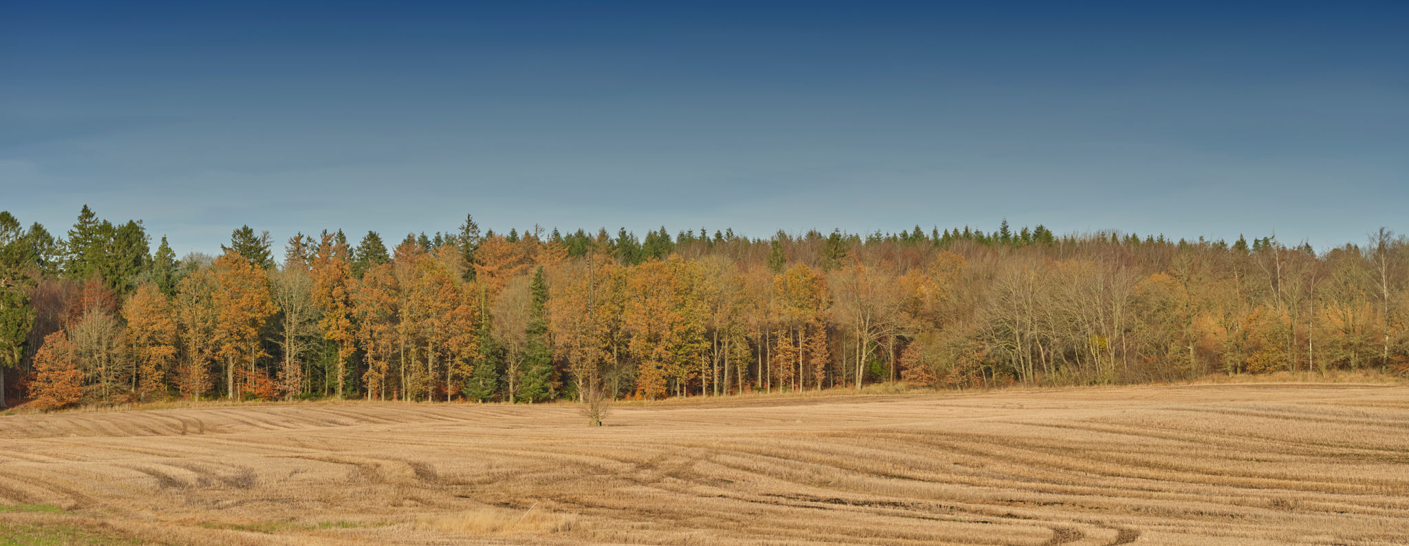 Beautiful autumn landscape with forests and harvested fields under clear skies in Denmark Beautiful autumn landscape with forests and harvested fields under clear skies in Denmark