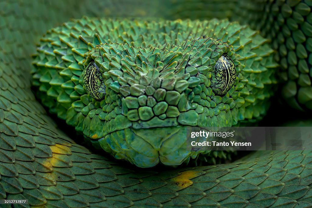 Western bush viper
