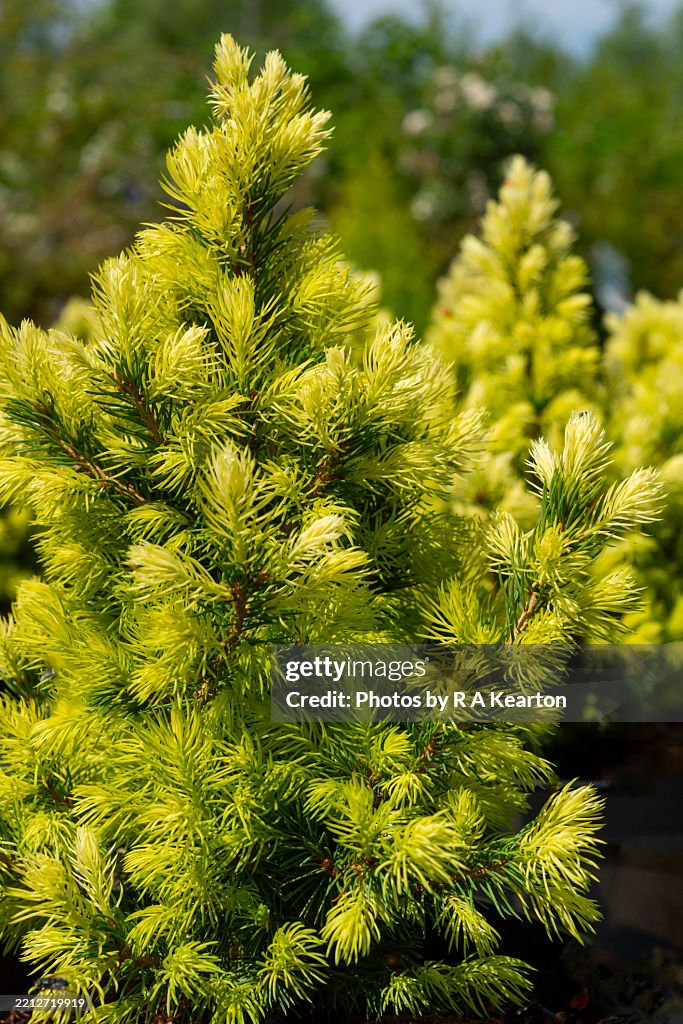 Picea glauca 'J W Daisy's White' in spring