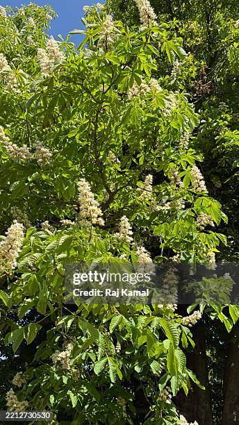 Mayflower Tree 95 Mayflower Stone Stock Photos, High-Res Pictures, and Images - Getty ...