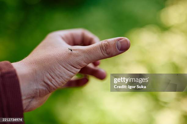 zanzara che succhia il sangue da una mano in un ambiente naturale - zanzara foto e immagini stock