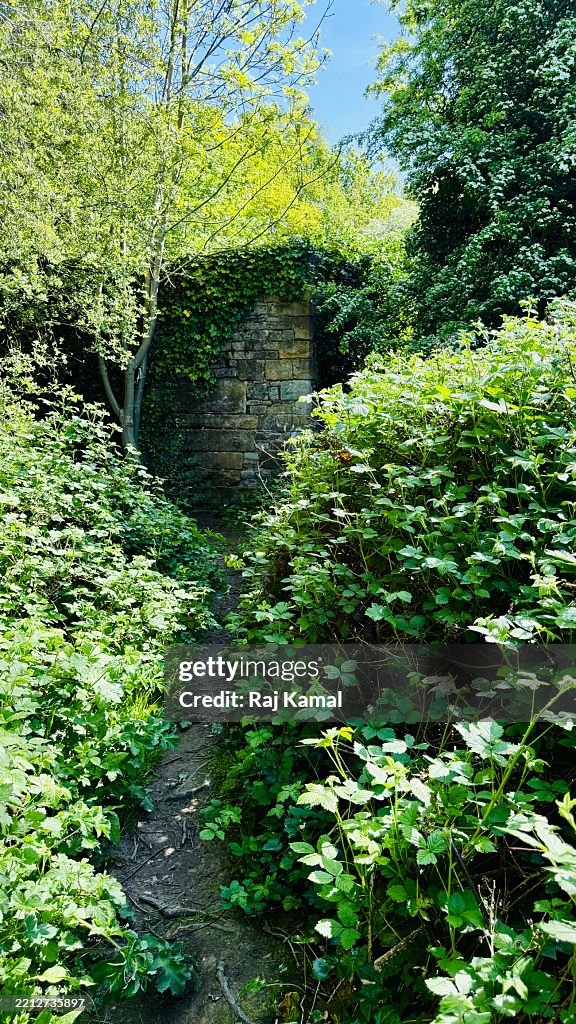 Woodland pathway surrounded either side by Salmonberry (Rubus spectabillis) with common ivy (Hedera helix) climbing over stone archway in close up