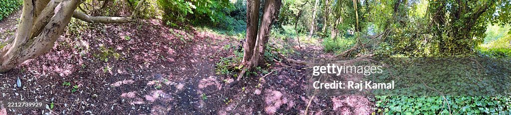 Panoramic Woodland Scene of Broken tree being taken over by Common Ivy Plant (Hedera helix), Salmonberry (Rubus spectabiliis), and Tedvein Dock leaves (Rumex Sanguineus) gradually creeping up and covering the area in close up