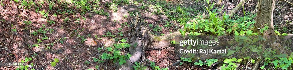 Panoramic Woodland Scene of Broken tree being taken over by Common Ivy Plant (Hedera helix), Salmonberry (Rubus spectabiliis), and Tedvein Dock leaves (Rumex Sanguineus) gradually creeping up and covering the area in close up