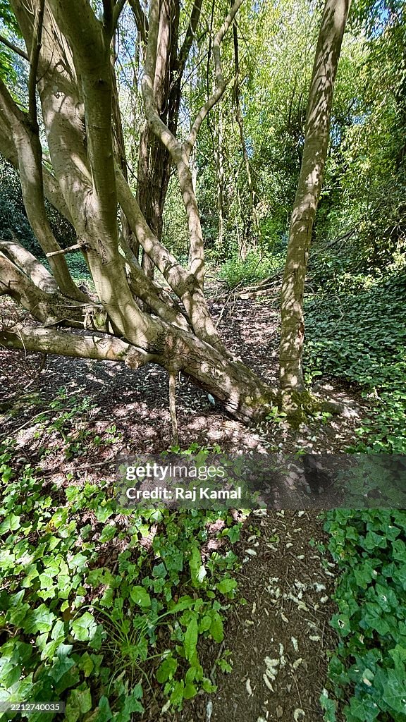 Panoramic Woodland Scene of Broken tree being taken over by Common Ivy Plant (Hedera helix), Salmonberry (Rubus spectabiliis), and Tedvein Dock leaves (Rumex Sanguineus) gradually creeping up and covering the area in close up