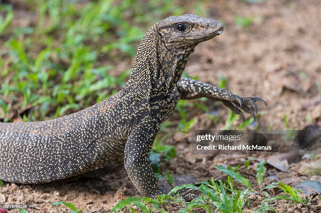 Clouded monitor lizard