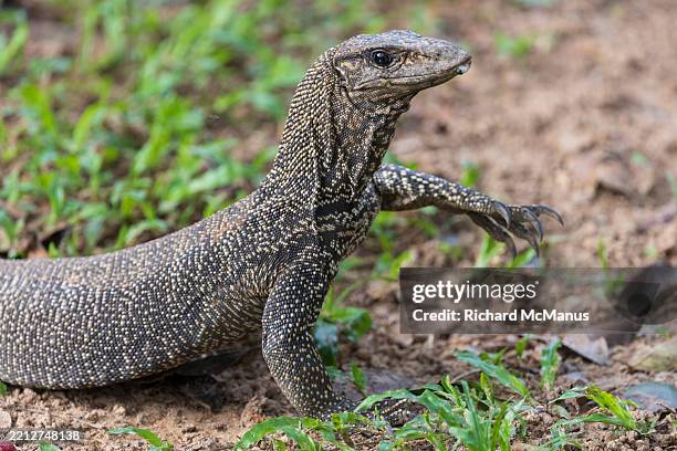 Clouded Monitor Lizard High-Res Stock Photo