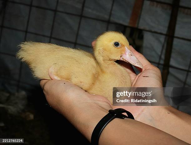 baby muscovy duck in the palm of your hand - downy duck stock pictures, royalty-free photos & images