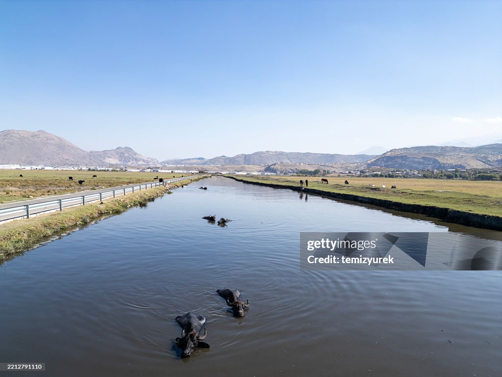Water buffalos in water